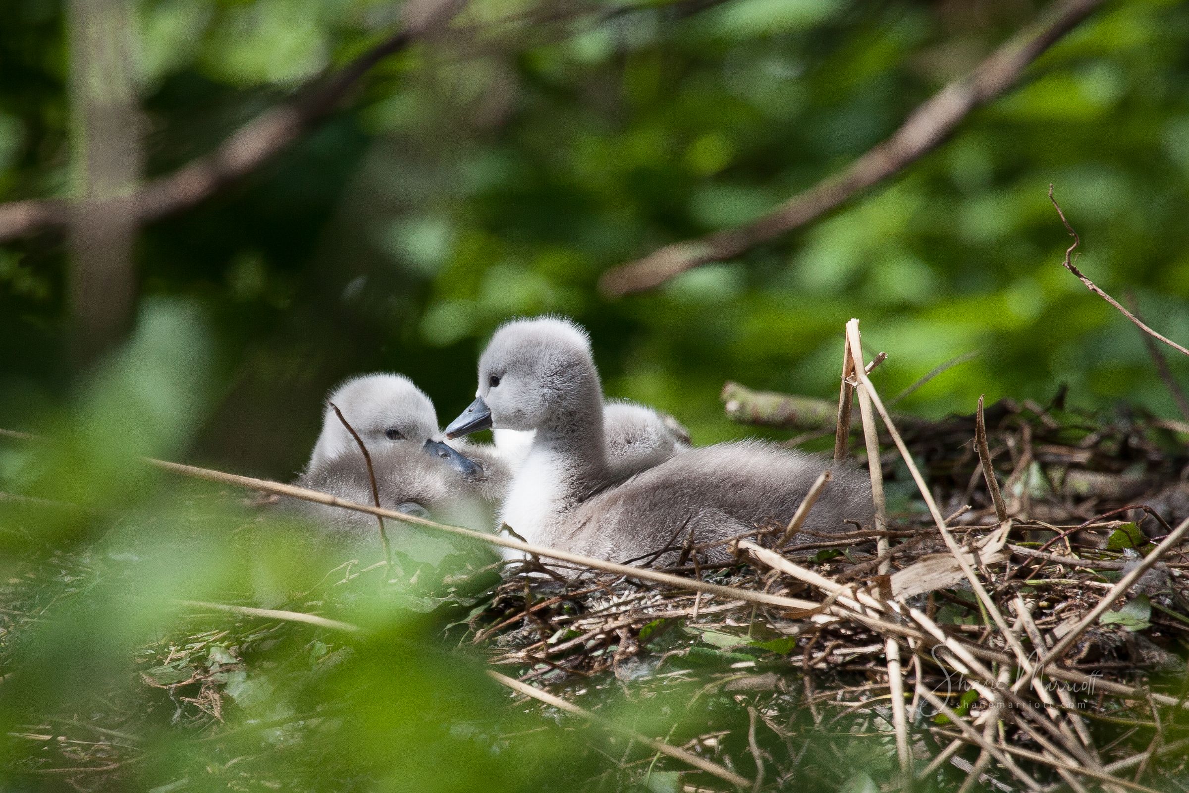 ABBOTSBURY SWANNERY