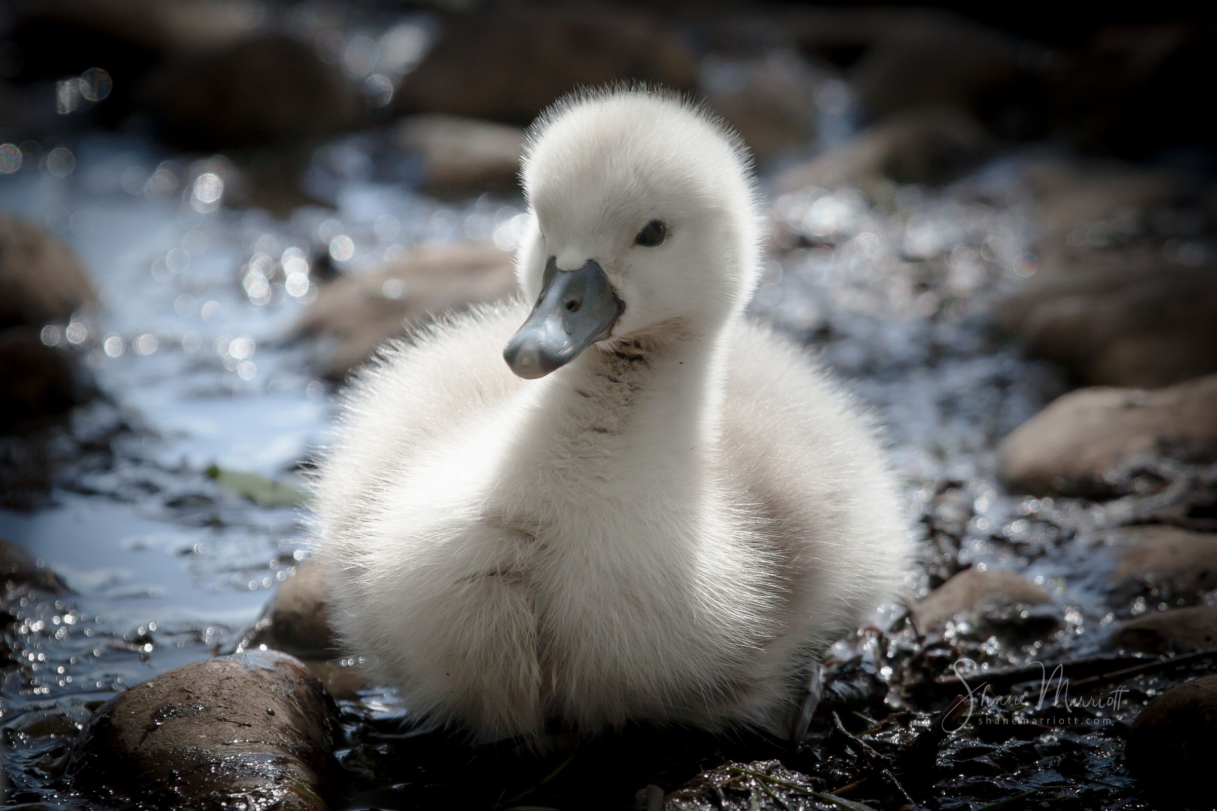 ABBOTSBURY SWANNERY