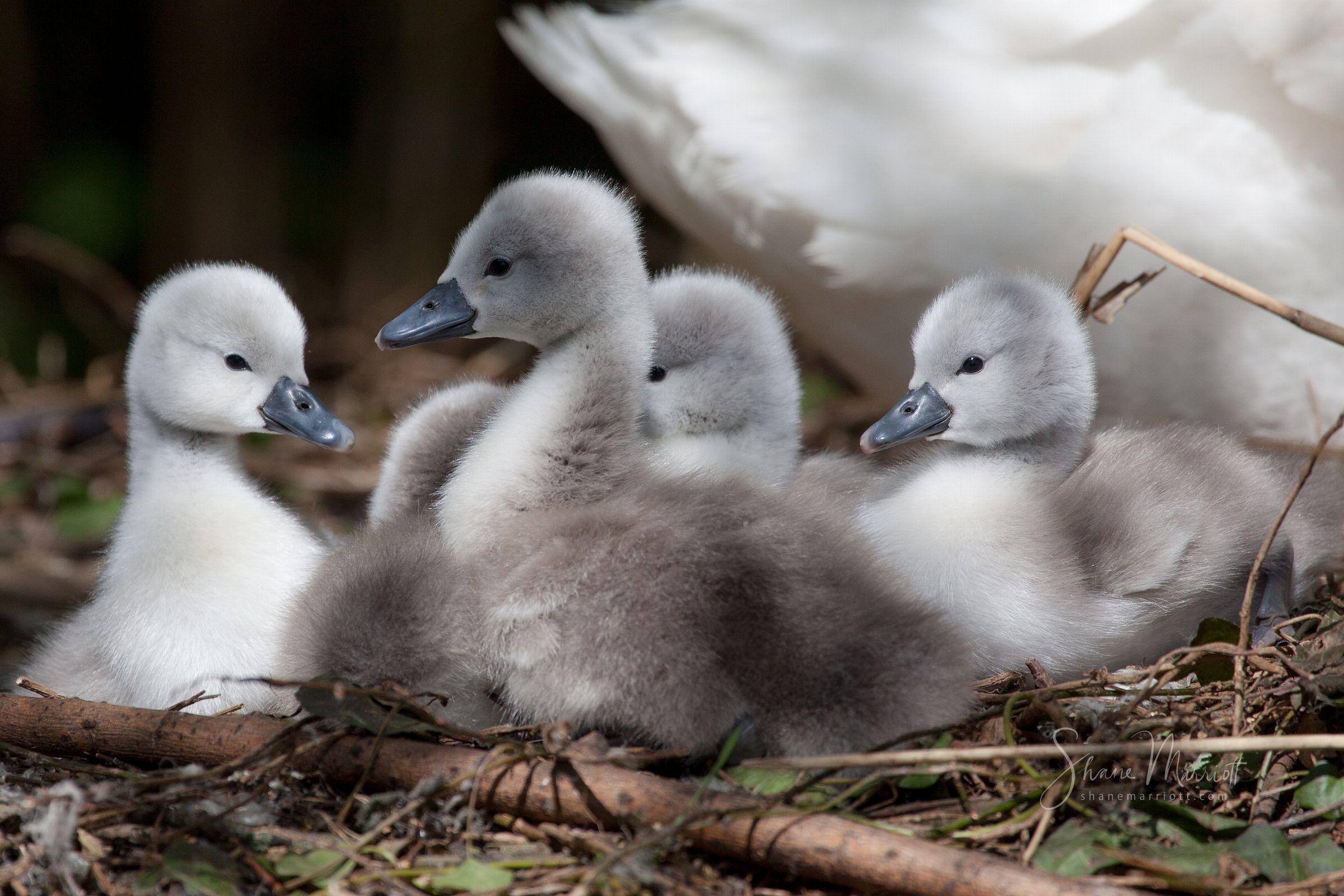 ABBOTSBURY SWANNERY