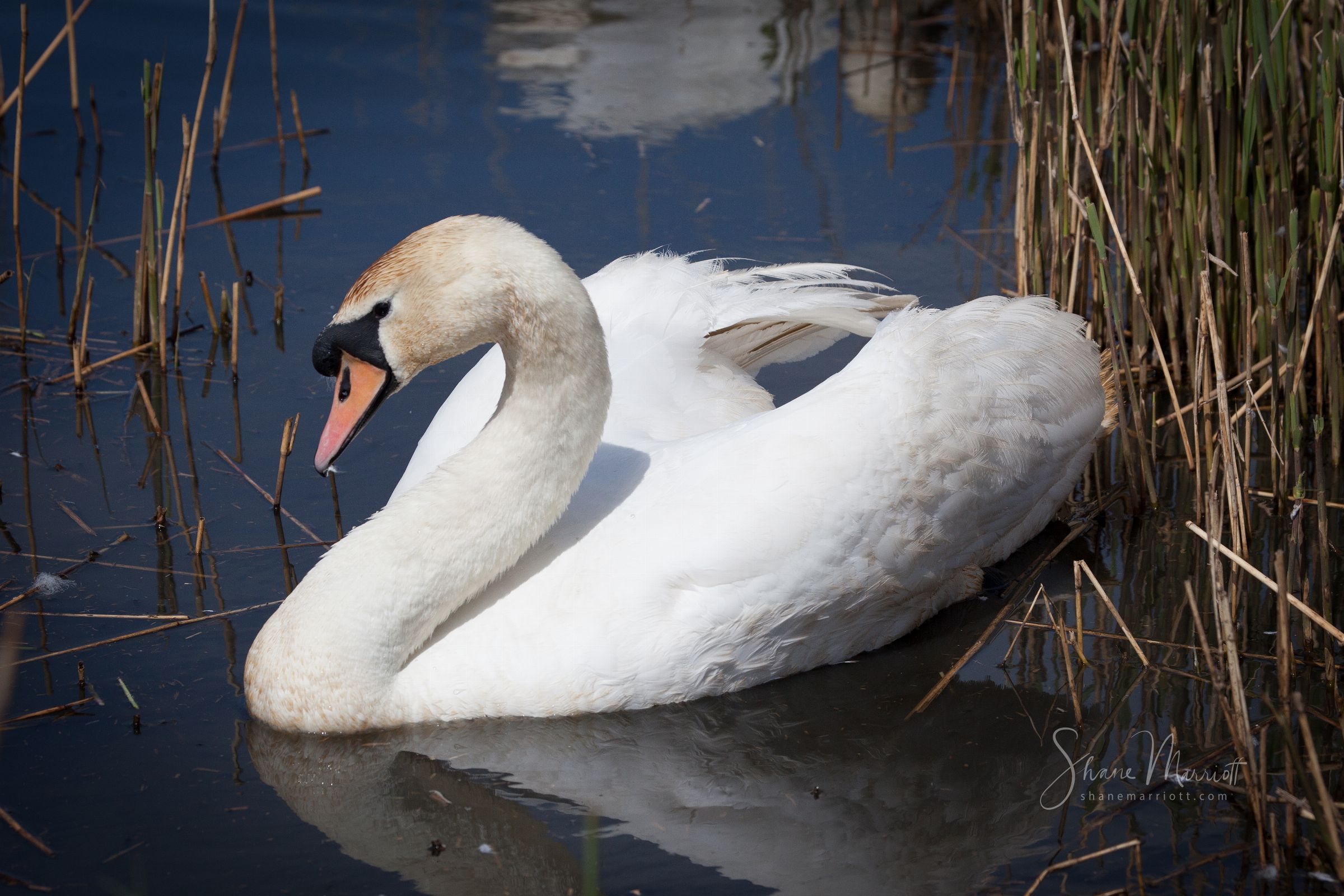 ABBOTSBURY SWANNERY