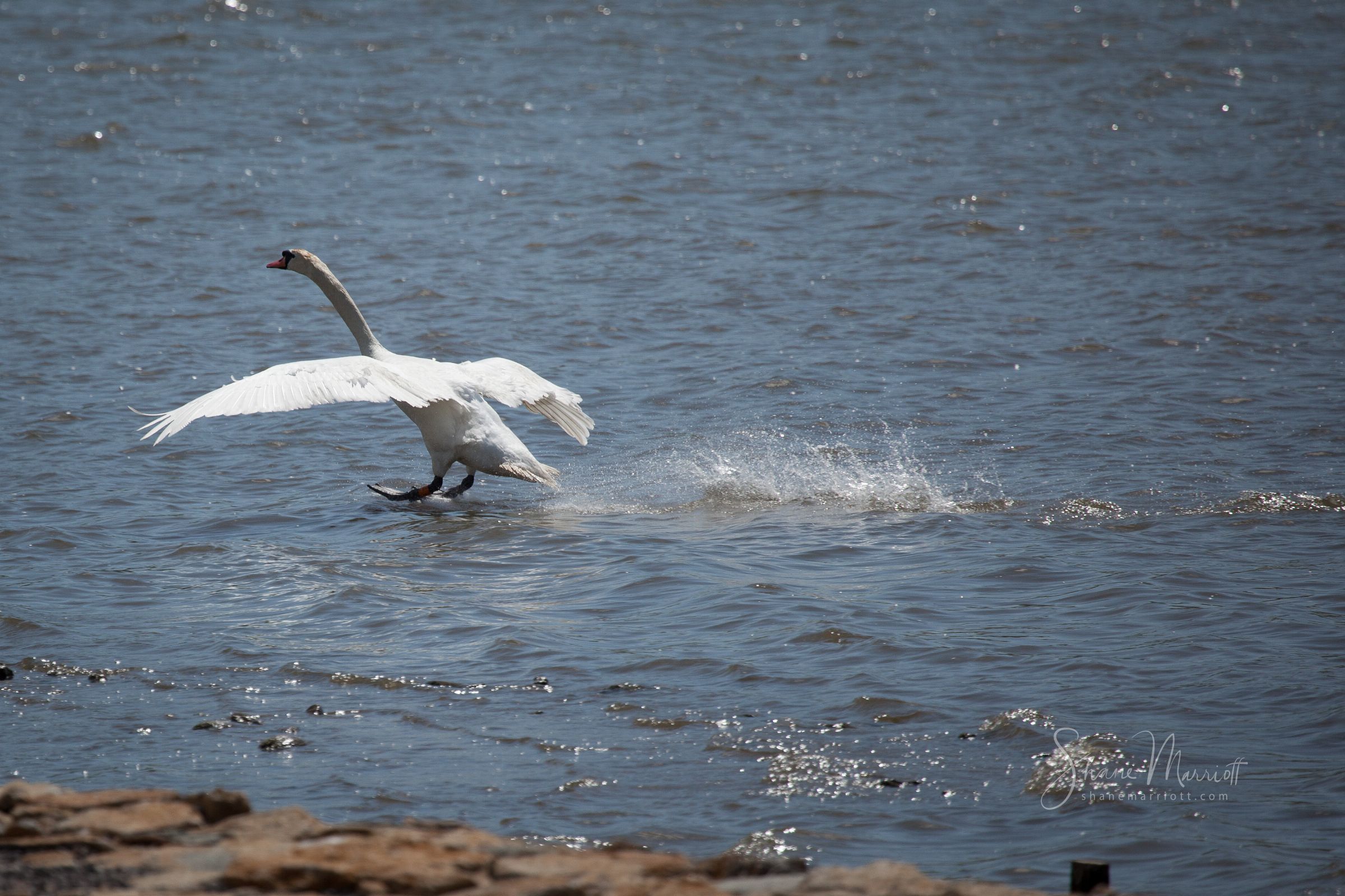 ABBOTSBURY SWANNERY