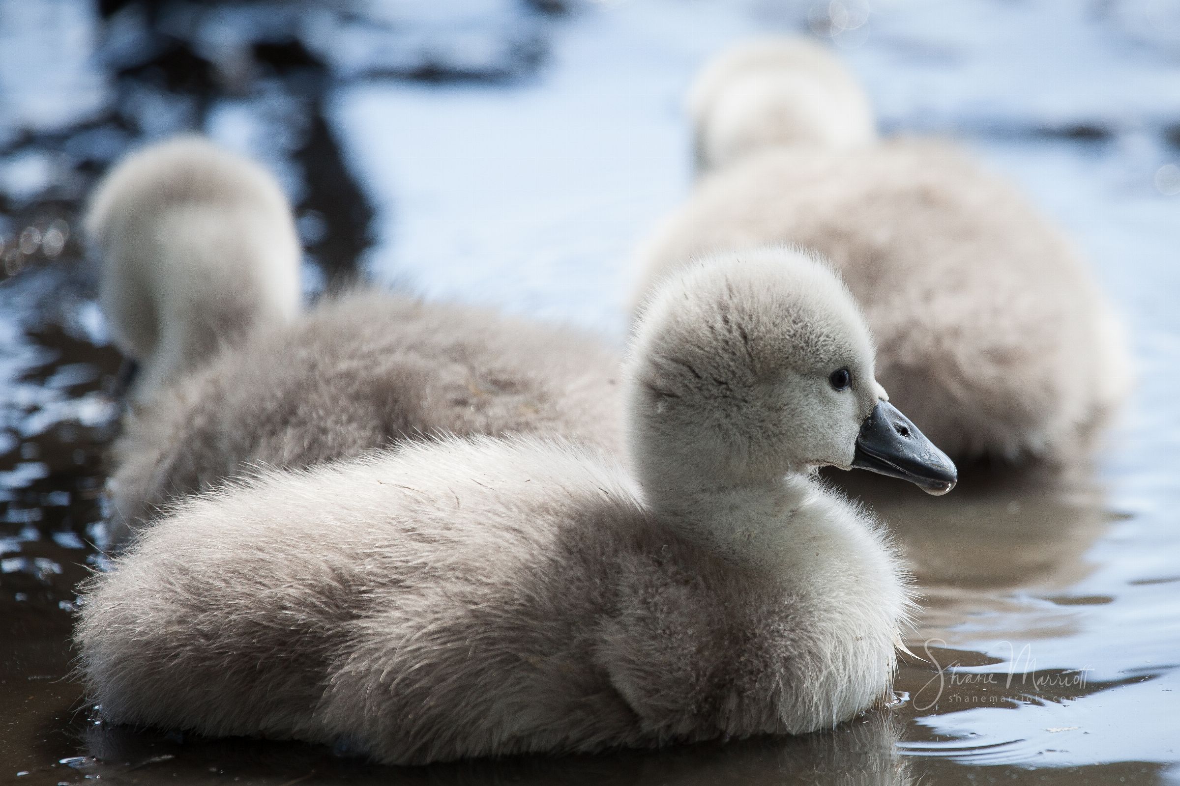 ABBOTSBURY SWANNERY