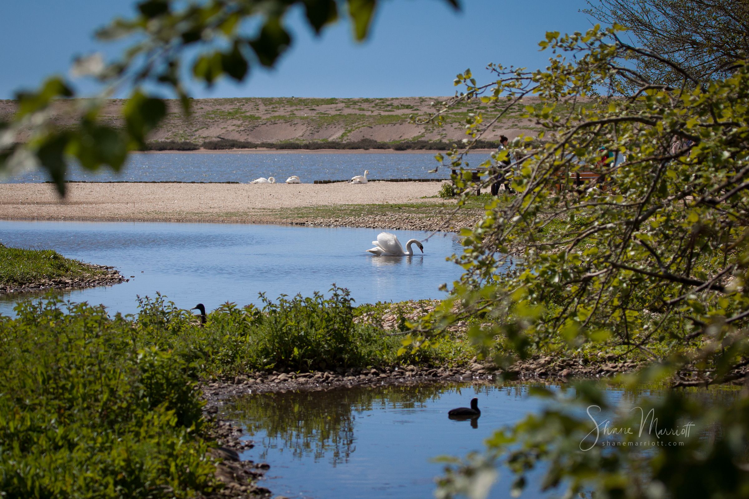 ABBOTSBURY SWANNERY