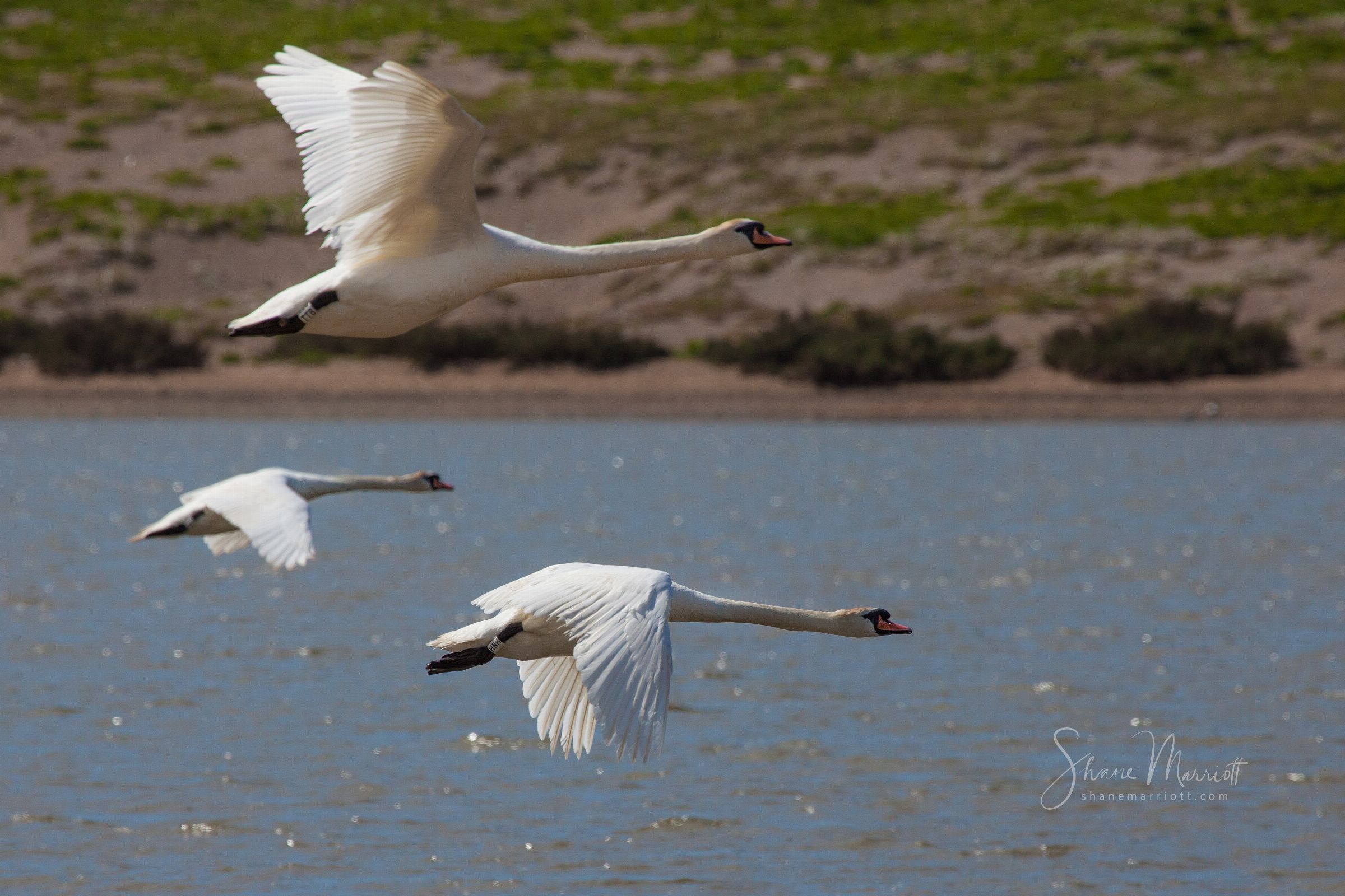 ABBOTSBURY SWANNERY
