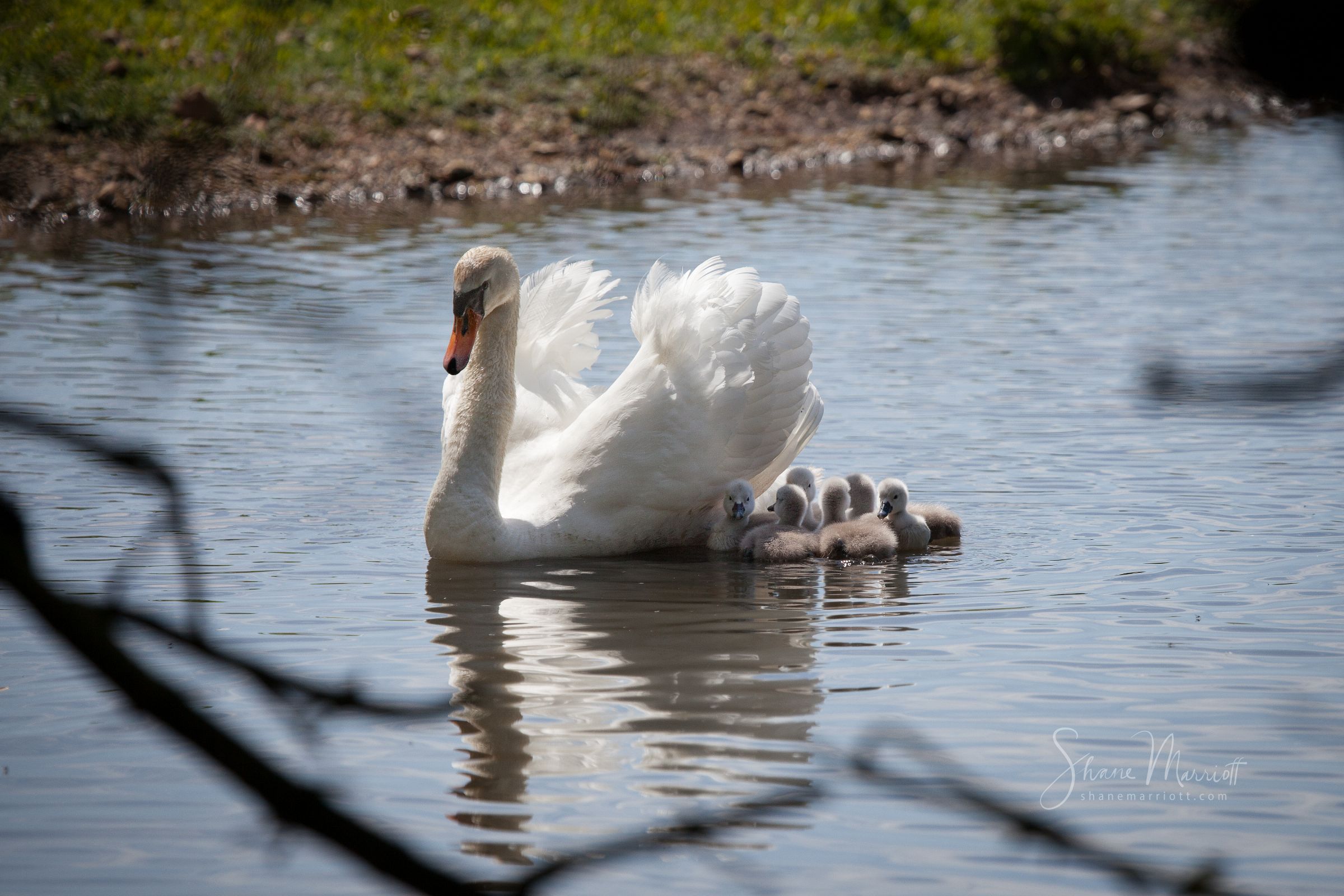 ABBOTSBURY SWANNERY