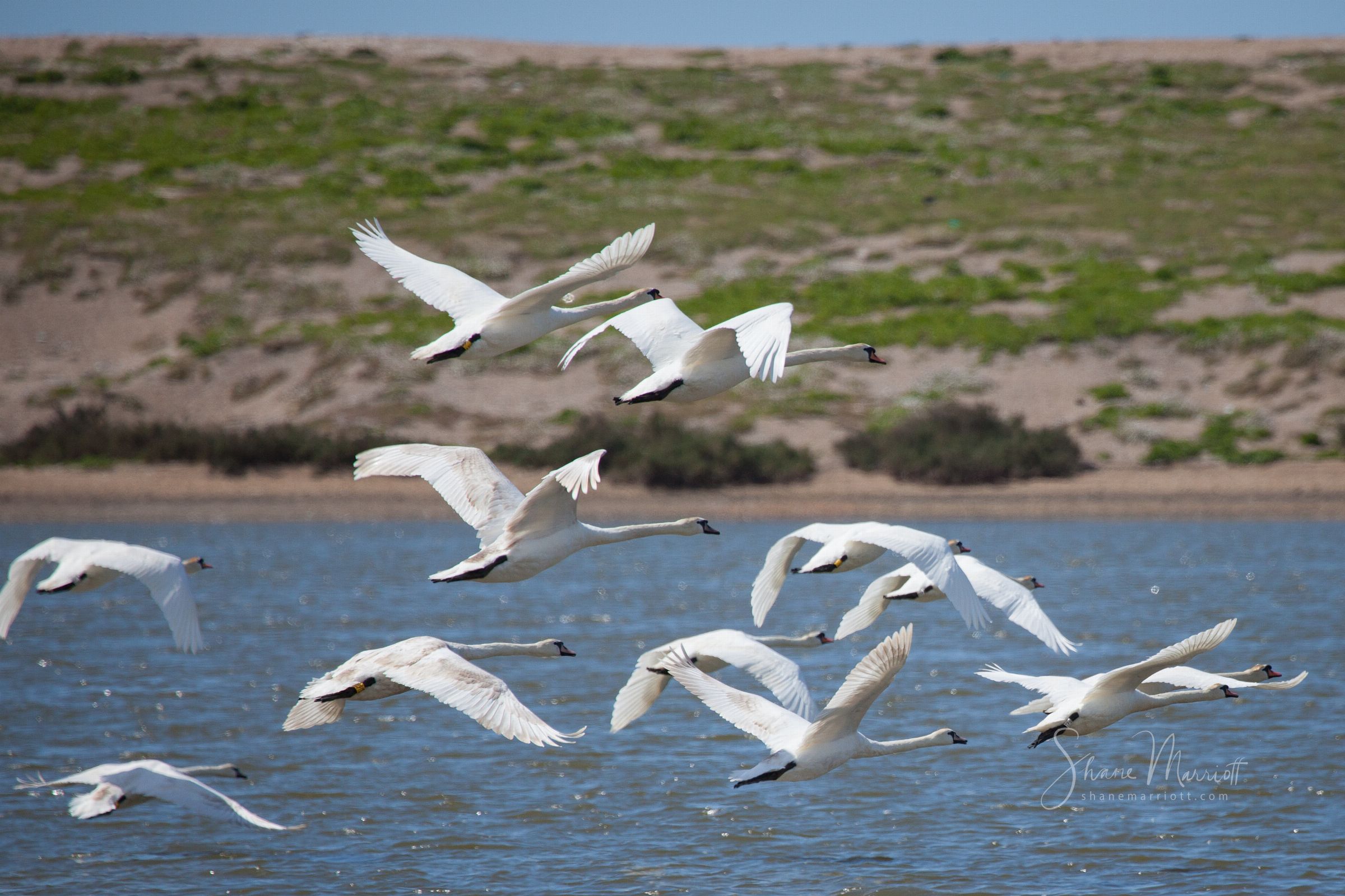 ABBOTSBURY SWANNERY