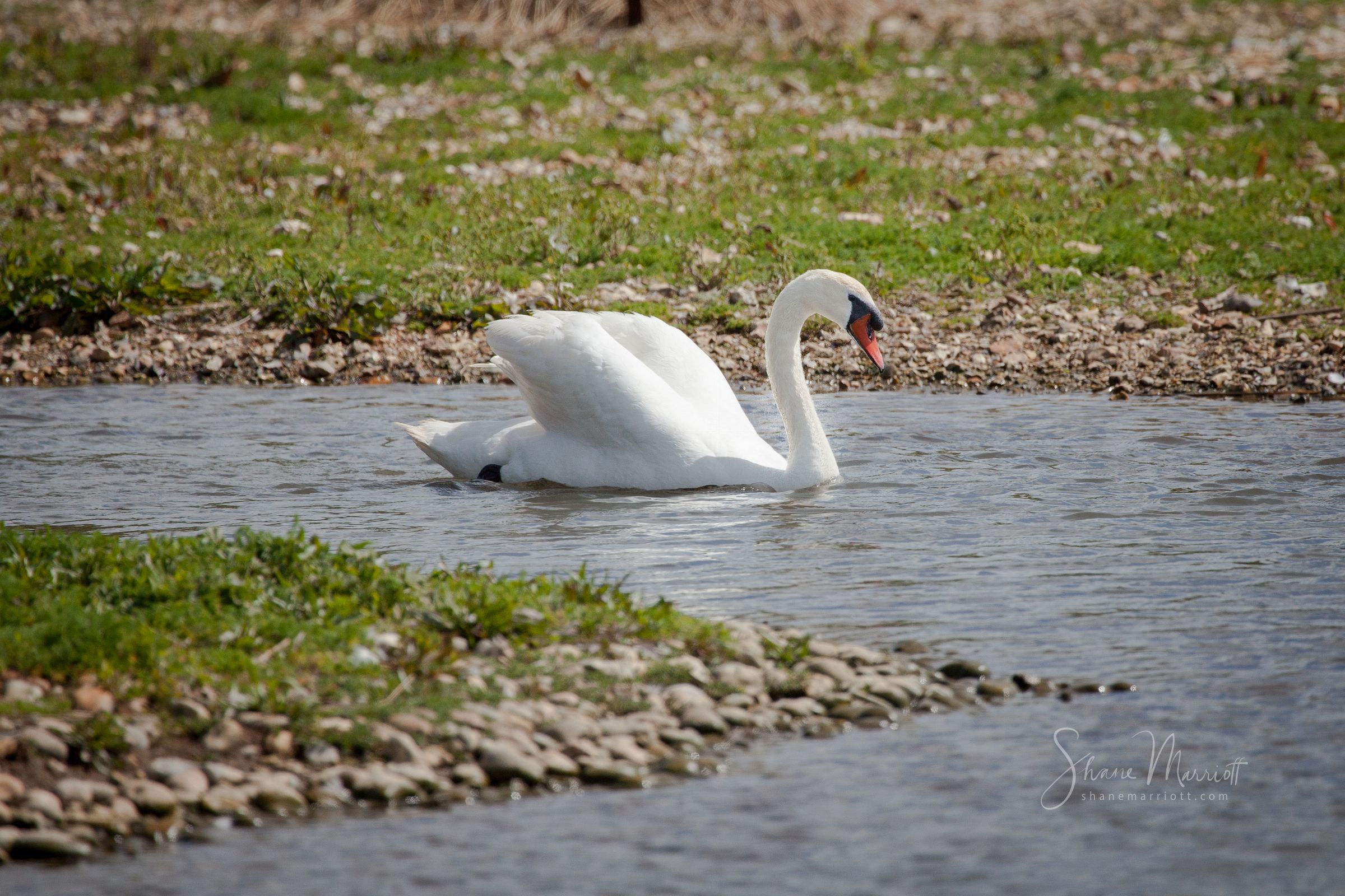 ABBOTSBURY SWANNERY