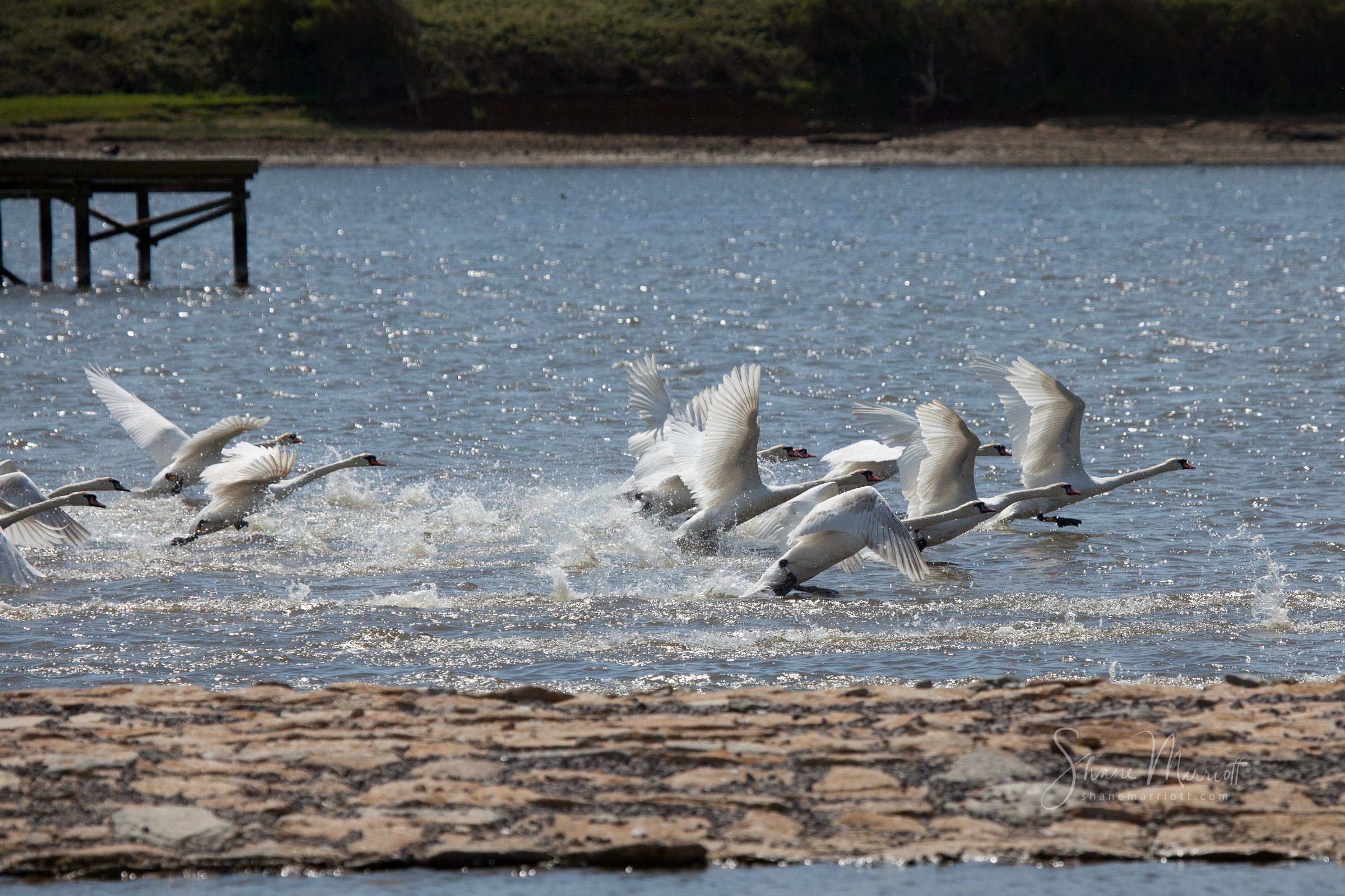 ABBOTSBURY SWANNERY