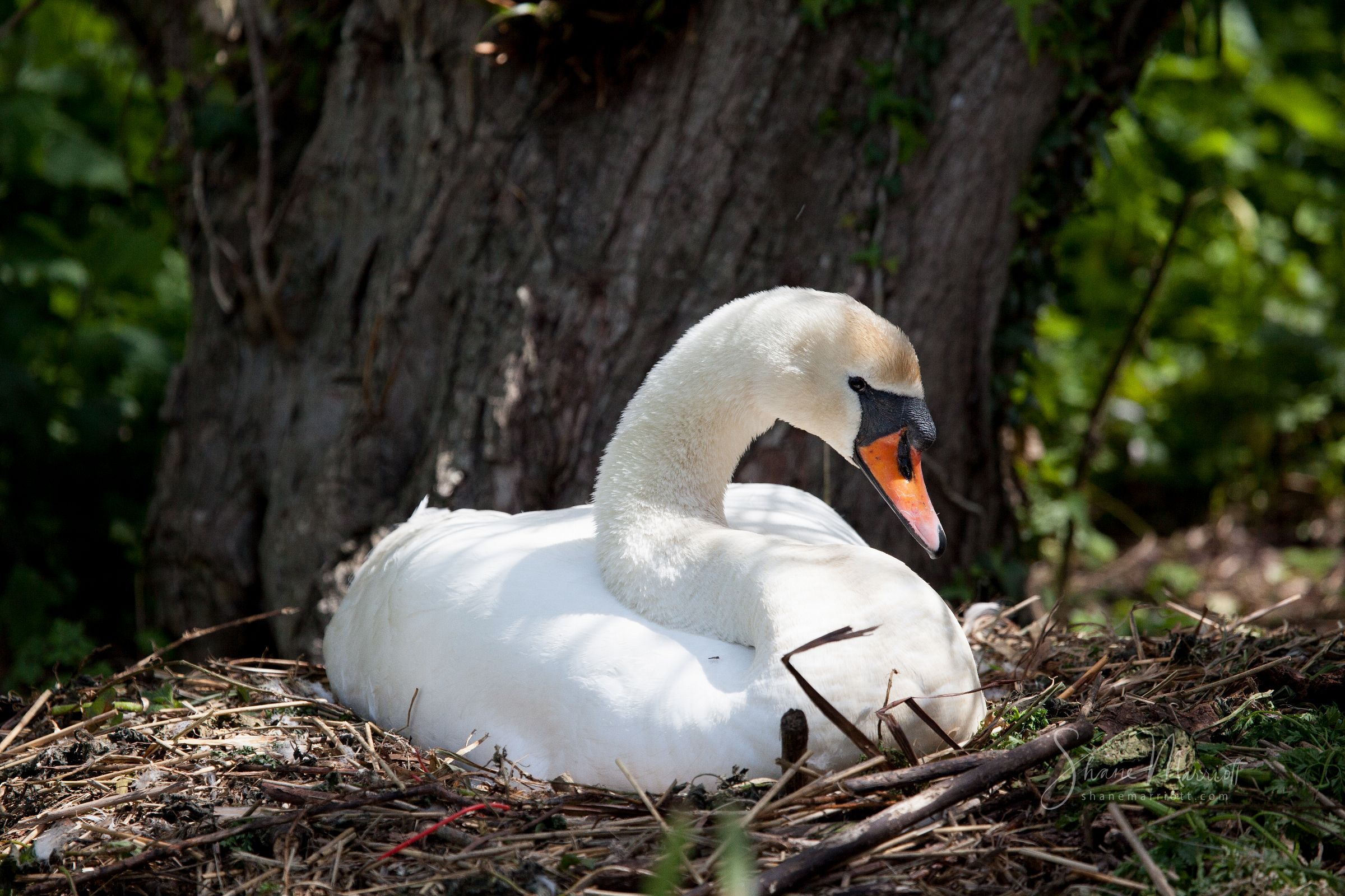 ABBOTSBURY SWANNERY