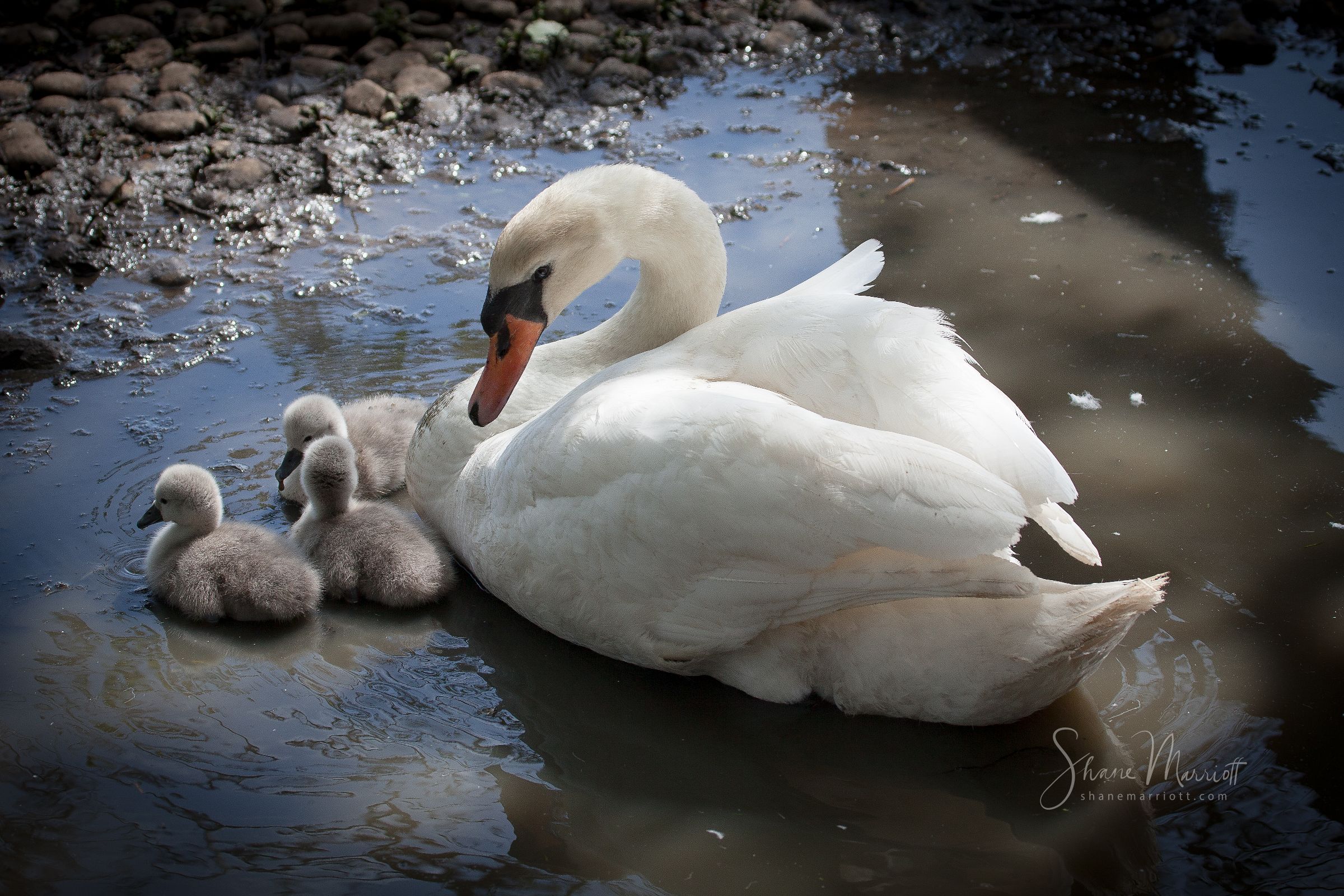 ABBOTSBURY SWANNERY