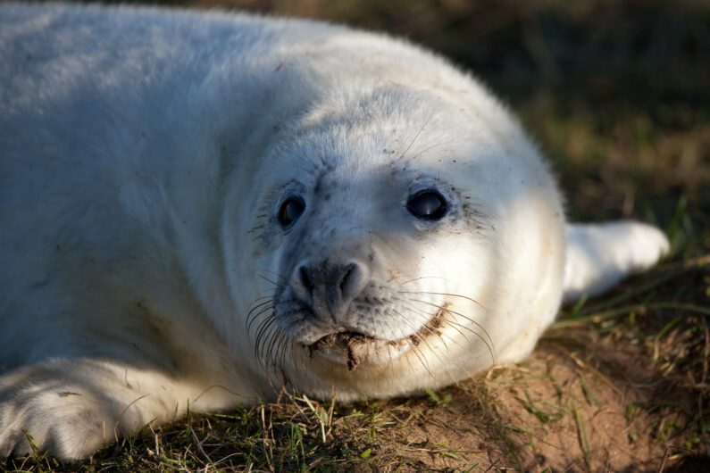 Seals at Donna Nook