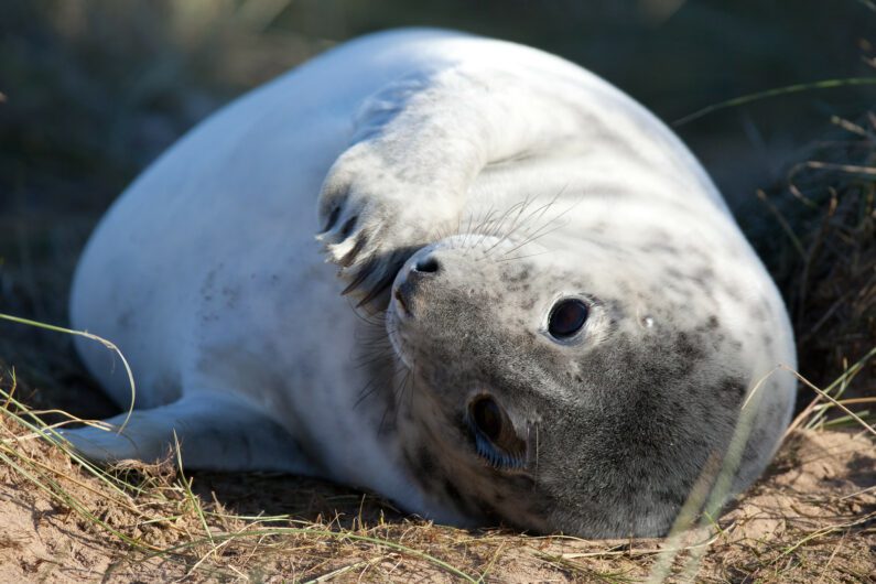 Seals at Donna Nook