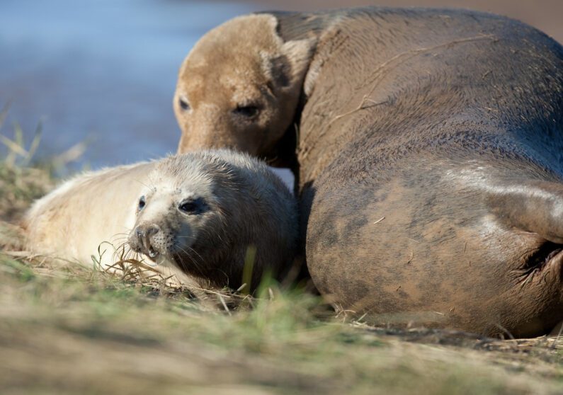 Seals at Donna Nook