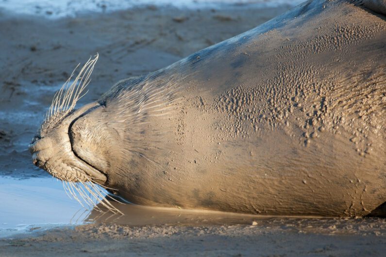 Seals at Donna Nook