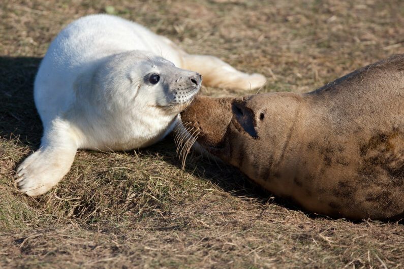 Seals at Donna Nook