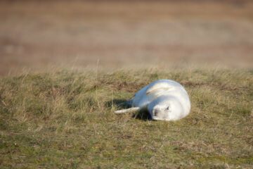 Seals at Donna Nook